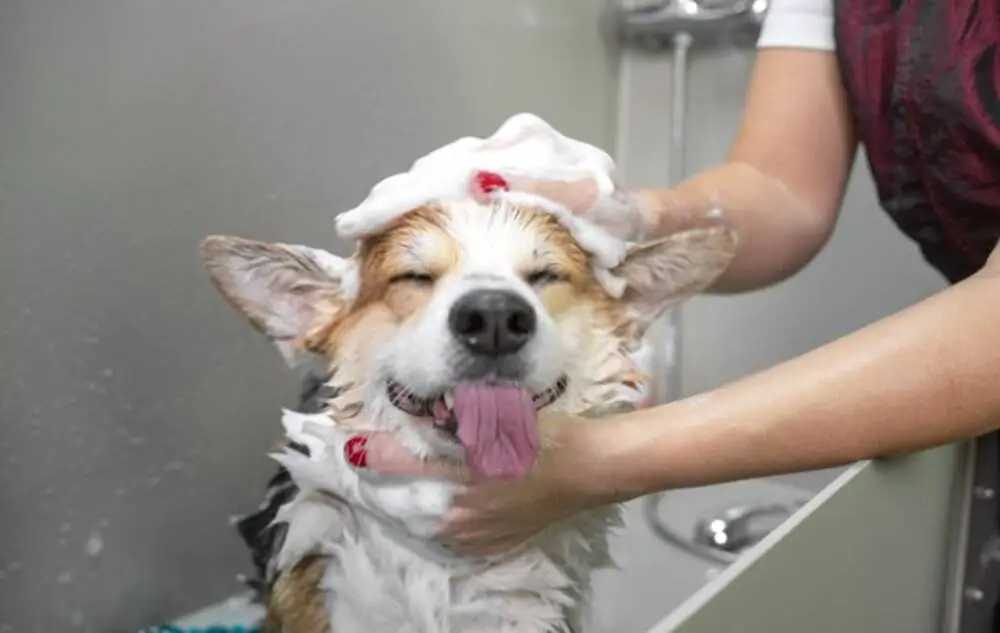 A happy dog with his tongue out while being washed