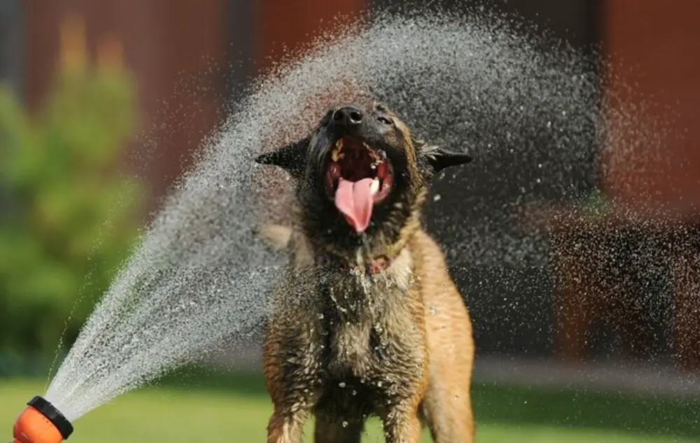 A dog playing outside with water from a garden hose