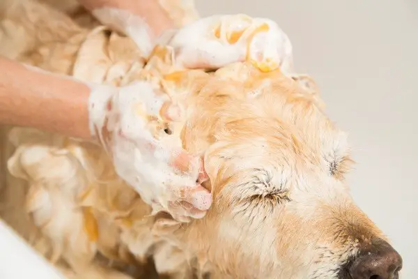 Foamy dog being washed with shampoo in the bathroom by his owner
