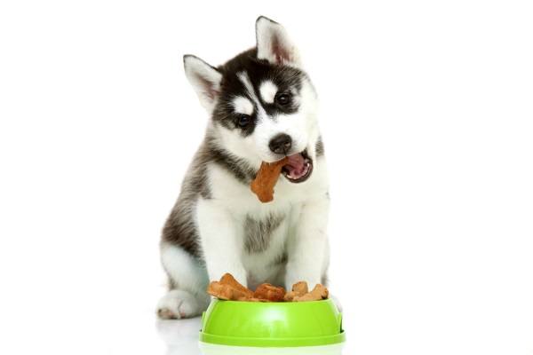The food price for owning a siberian husky dog must be considered