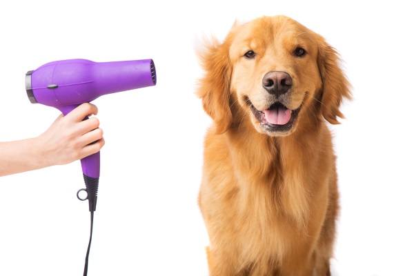 Owner drying Golden Retriever after a wash