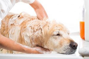 Gorgeous labrador being washed by his owner