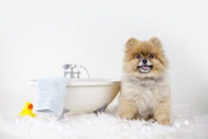 A small happy cute puppy patiently waiting for his shampoo bath near a small bathtub.