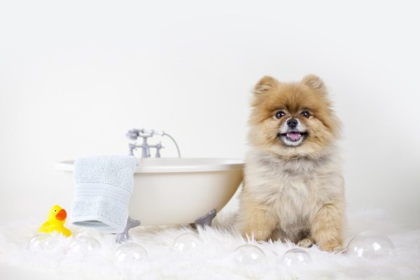 A small happy cute puppy patiently waiting for his shampoo bath near a small bathtub.