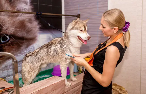 A Husky dog taking a shampoo bath at a saloon