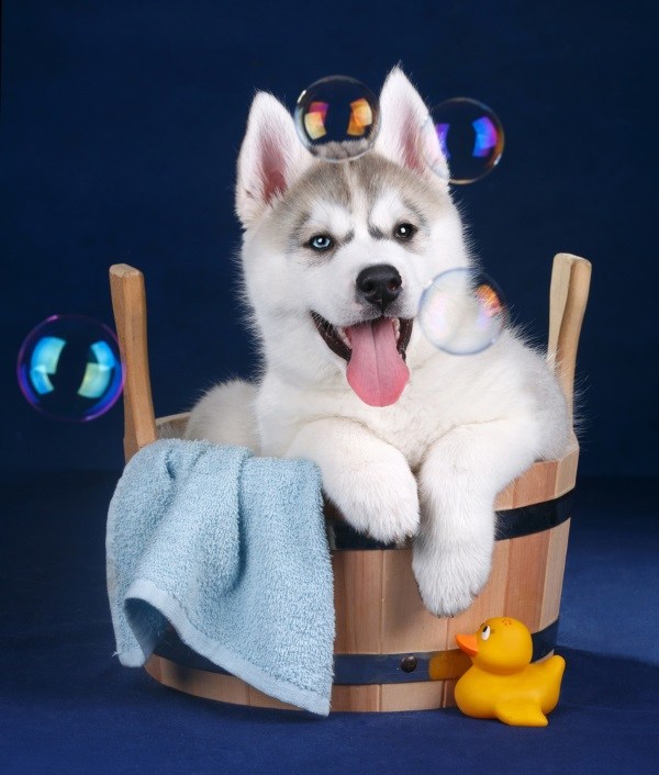 Best Shampoo For Husky Dogs A Top 5 List NationwideDog