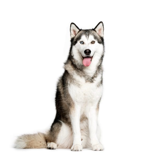 Sitting in a white background is a joyful siberian husky with great fur characteristics