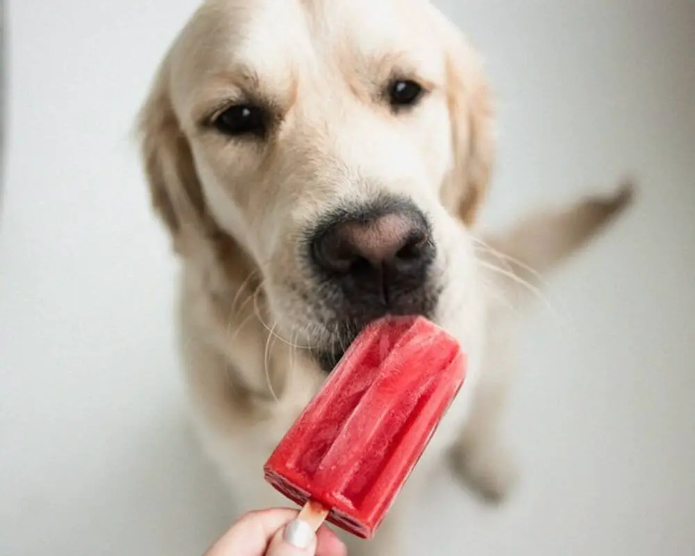 Labrador eating pop icicle as a trick to stay hydrated