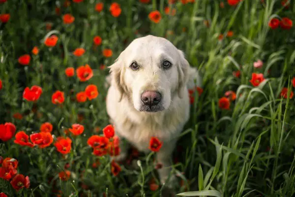 Cute Labrador surrounded by red poppy flowers in a field