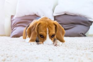 What to do if you are leaving a puppy alone at home for the first time simple advice.