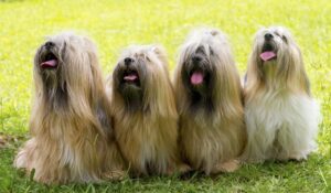 Four happy long hair dog breeds