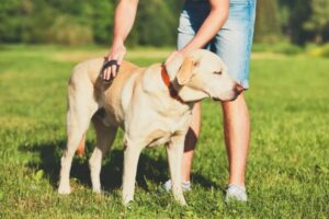 The morning routine that the pup and his owner do every time