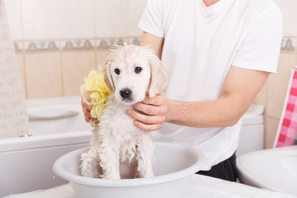 Owner washing his pooch with a sponge in the bathroom