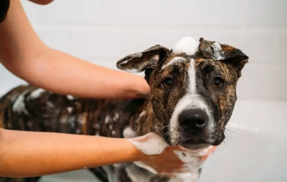 An owner rinsing his dog after a proper face wash in the bathtub