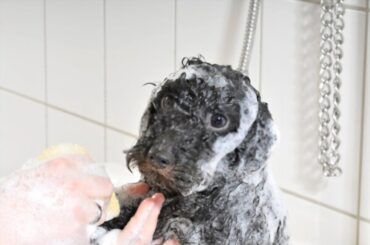 Owner washing his dog's face in a bathtub