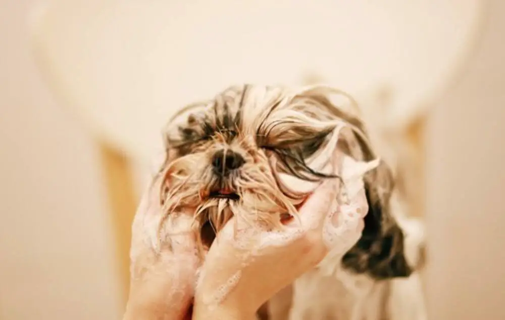 Owner properly cleaning his dog's face at home in the bathtub
