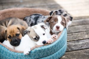 A bunch of cute cuddly puppies waiting for adoption in a blue dog bed