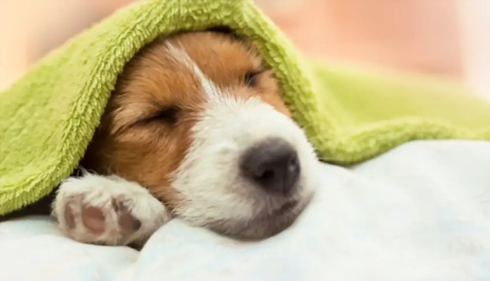 Puppy that dries under a towel after taking a shampoo bath