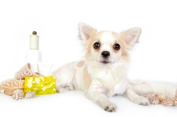 Small relaxed dog before a bath with shampoo