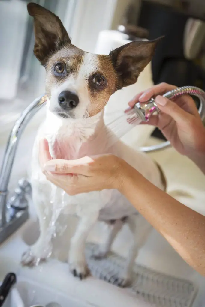 Dog being rinsed with water after a shampoo bath