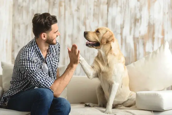 Shining clean labrador with his owner inside the house