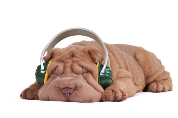 Sleeping doggy wearing noise cancelling headphones.