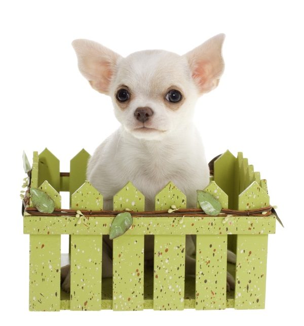 A small chihuahua surrounded by a toy fence