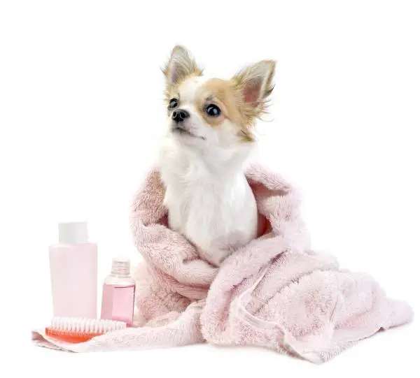Cute small puppy in a pink towel after a wash near grooming products.
