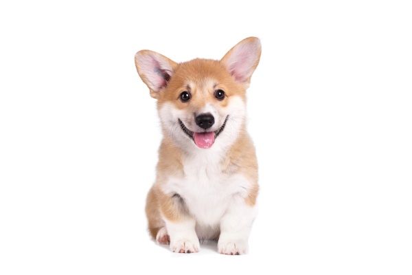 Just a small super happy smiling Corgi dog sitting