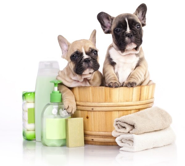 What You Should Know Before Buying Dog Shampoo