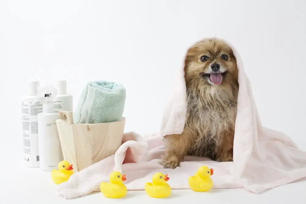 It is important to use the right dog products for grooming for safety reasons