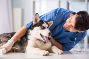 Regular checkup done by a veterinarian on a siberian husky dog