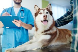 The veterinary costs for a husky dog are important and should be considered