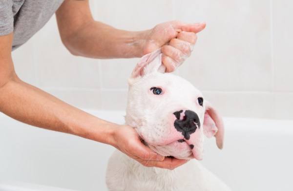 White dog carefully being rinsed after a bubble bath.