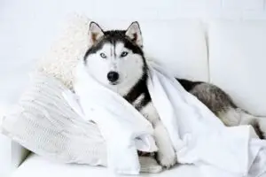 Gorgeous white Siberian Husky sitting on a couch covered with a towel after a bath